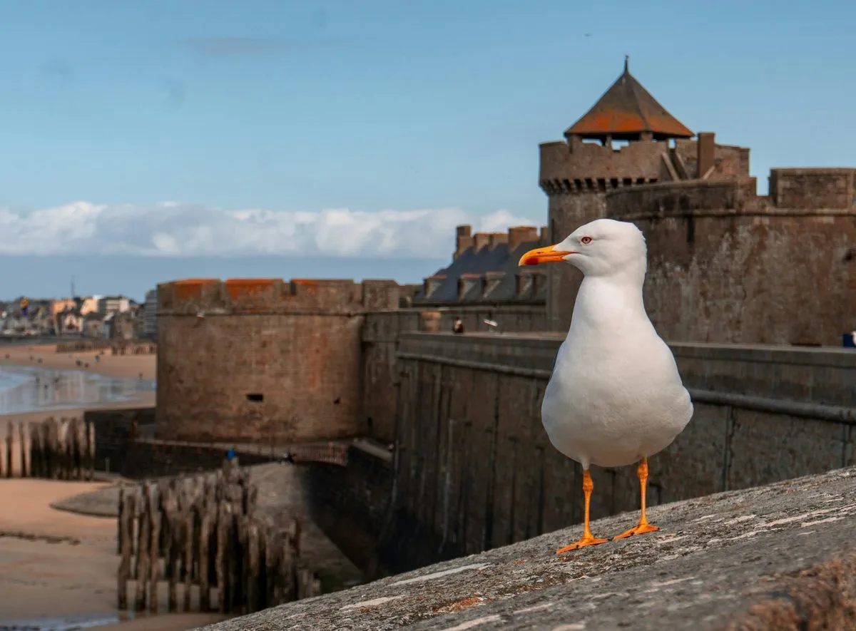 A gull stands on the granite ramparts of Saint-Malo, with the castle towers behind it and the beach below.