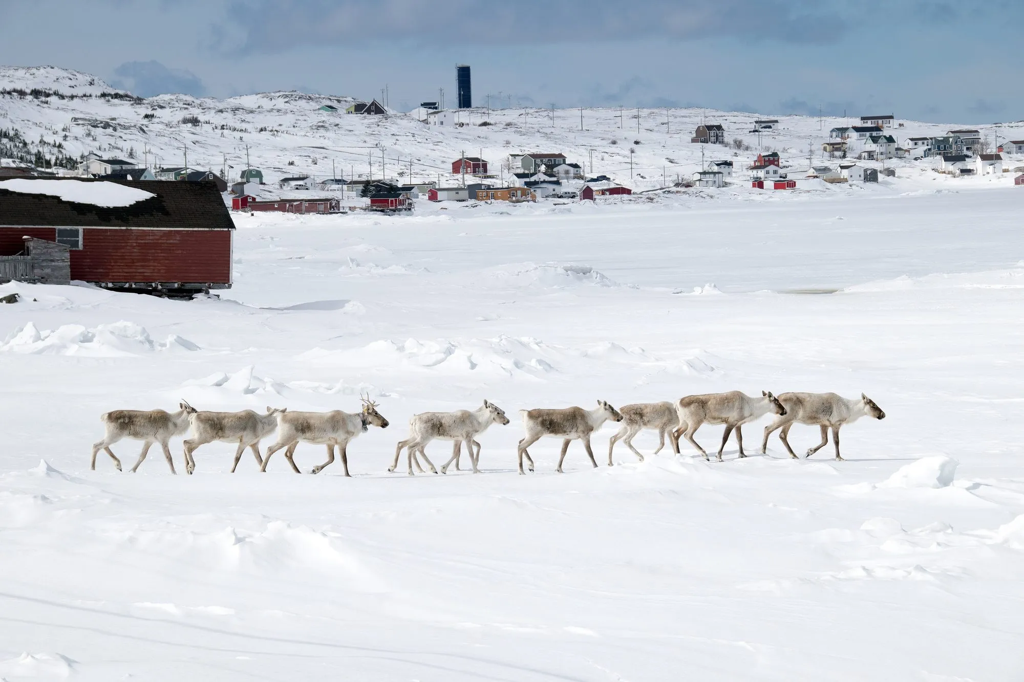 Seven caribou walking in a line across snow-covered ice, with the houses of a village behind them.