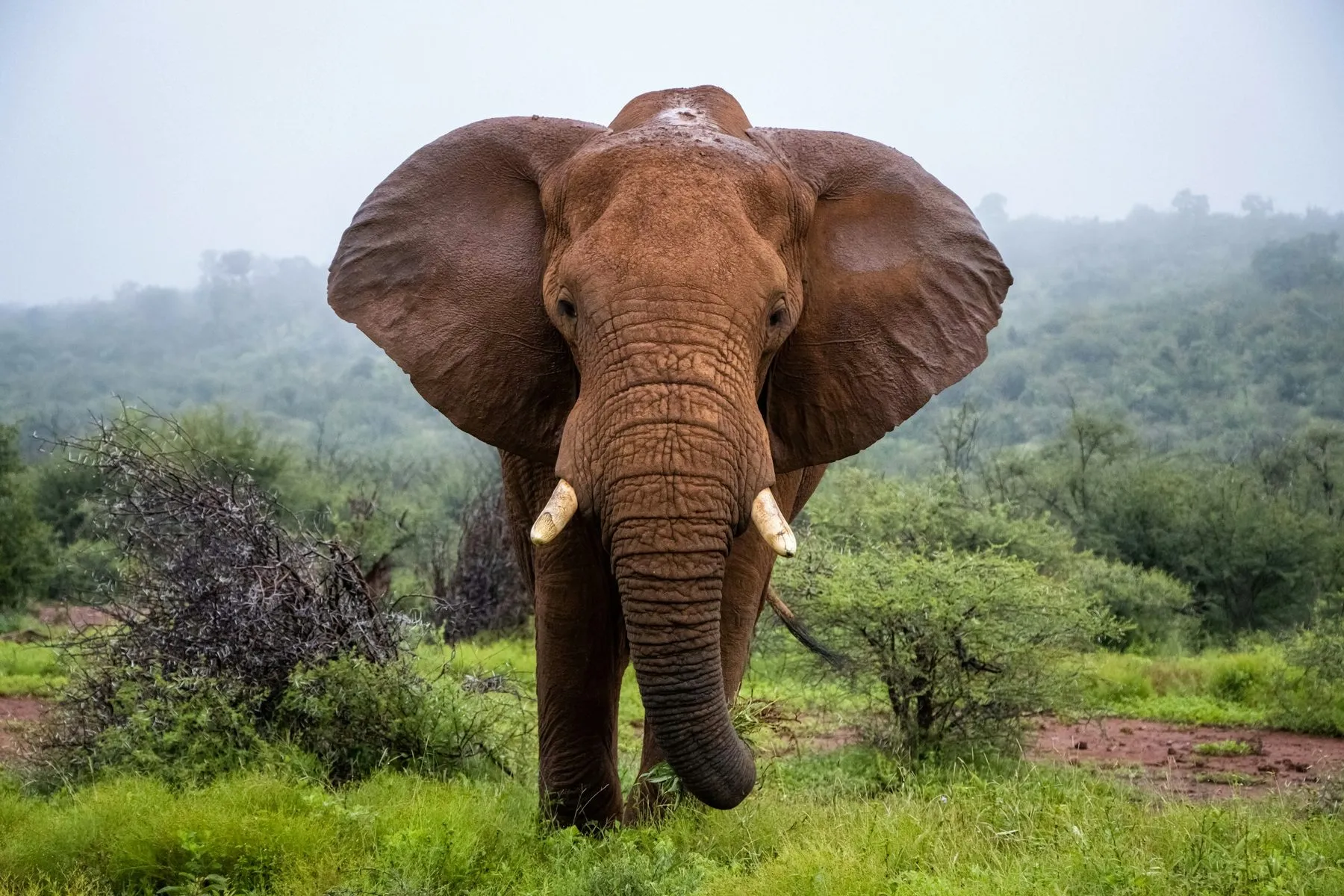 An African elephant with small tusks facing the camera in green bush.