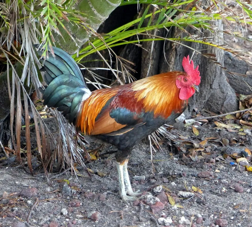 A rooster with orange, red and green-black feathers stands on gravel under a palm in Key West.