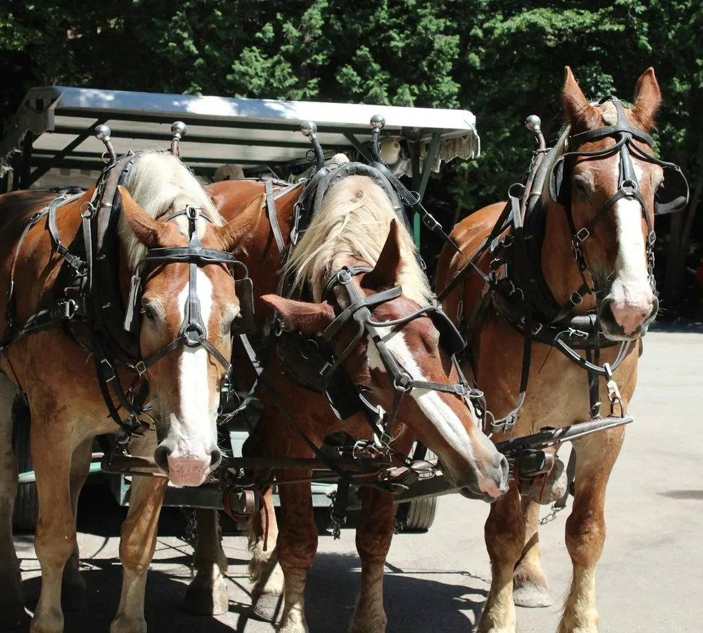 Three chestnut draft horses in harness, pulling a carriage on Mackinac Island.