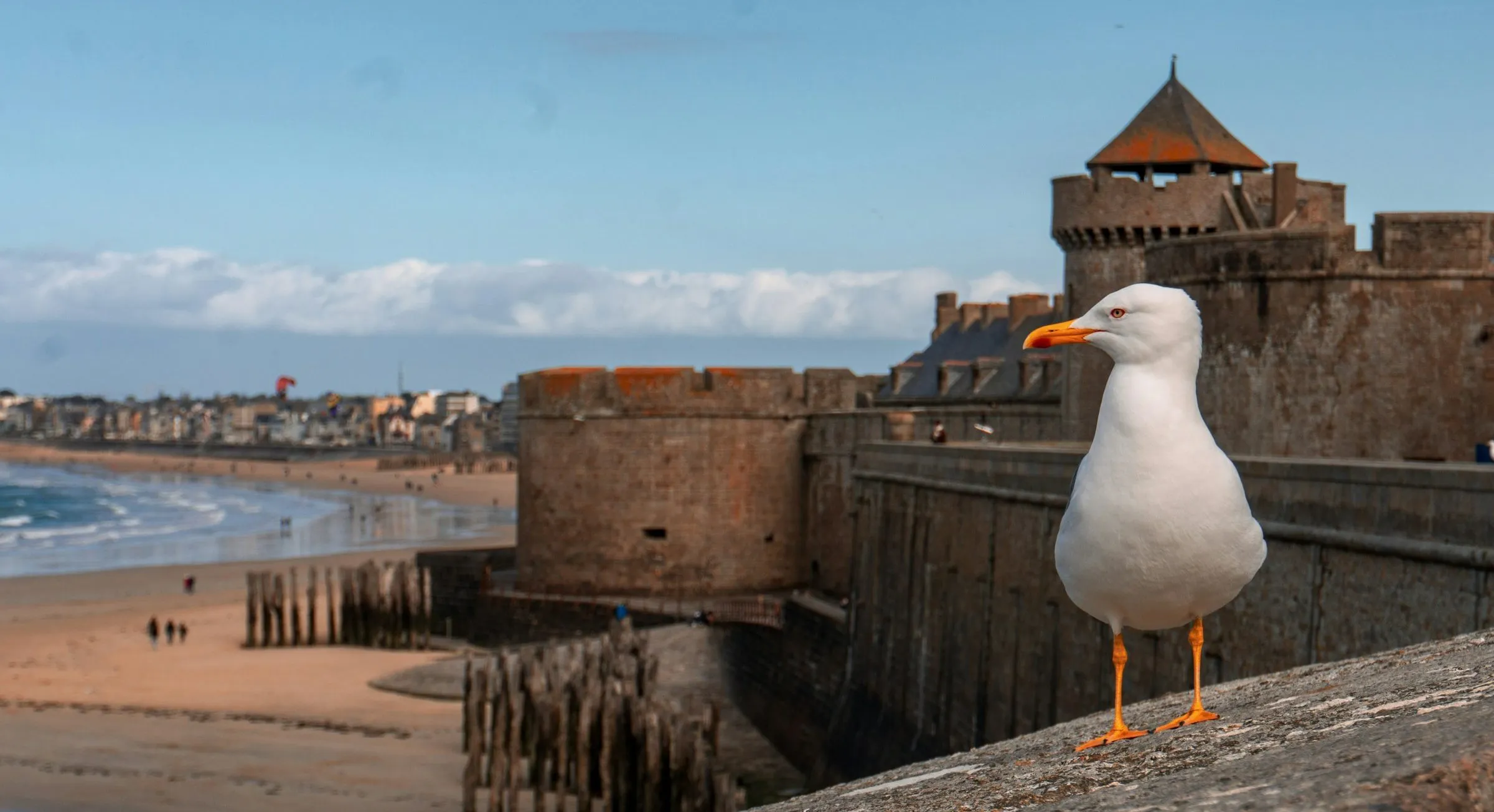 A gull stands on the granite ramparts of Saint-Malo, with the castle towers behind it and the beach below.