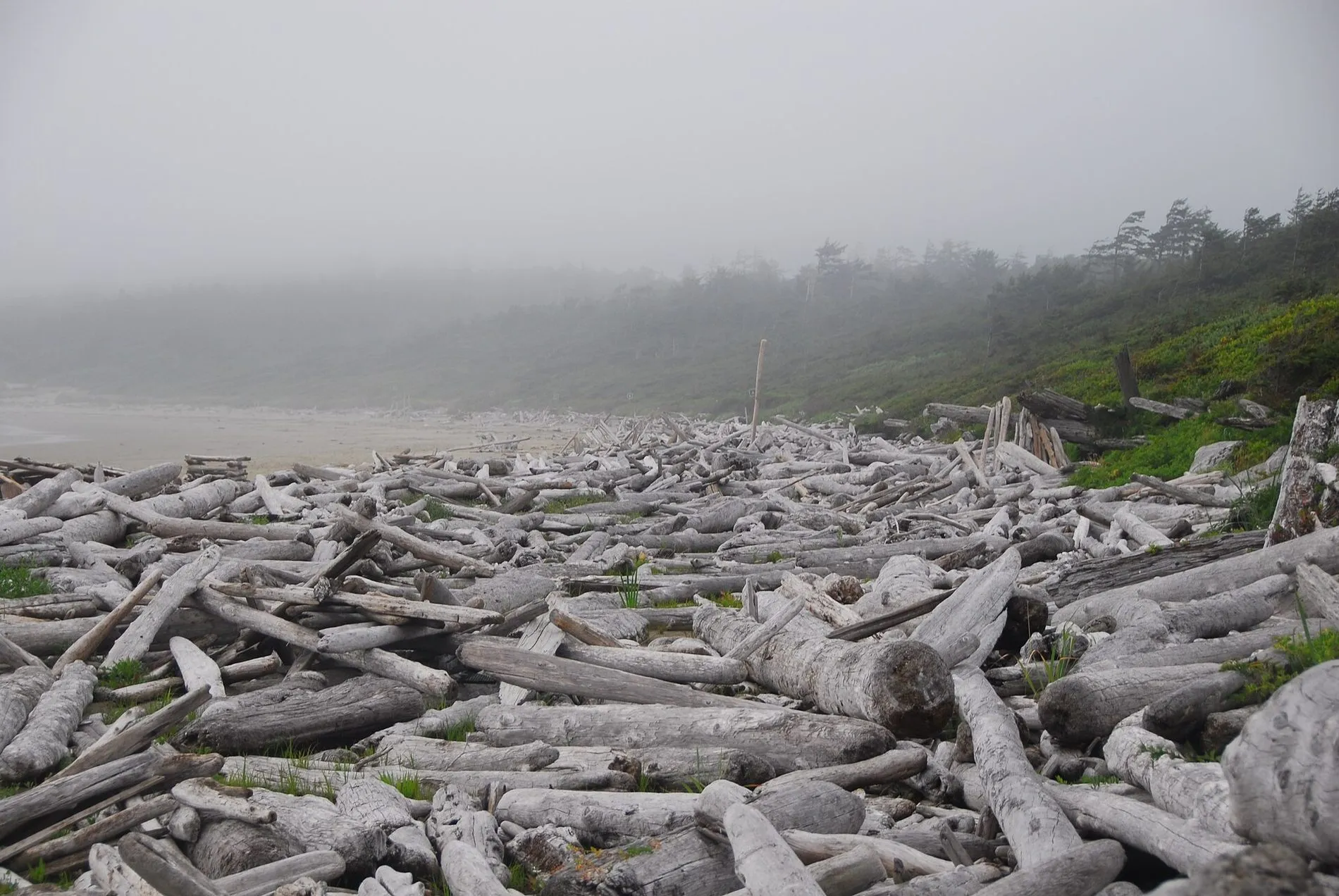 Hundreds of bleached driftwood logs piled along the top of Long Beach in the fog.