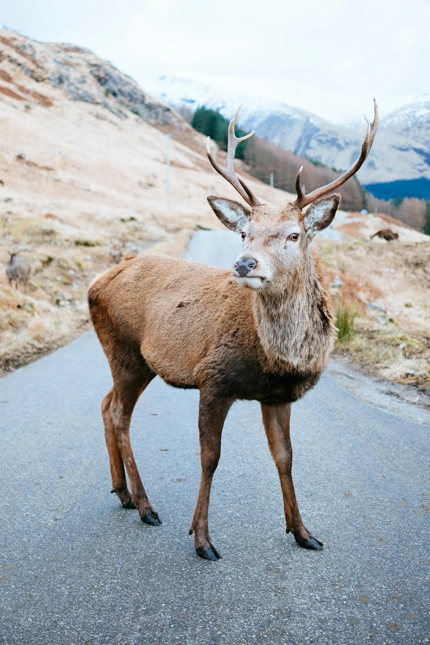 A red deer stag standing in the middle of the single-track road in Glen Etive, with snow on the hills behind.